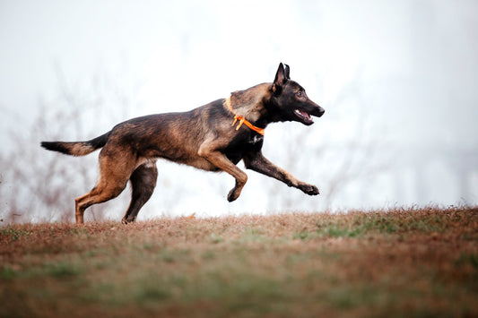 Pourquoi choisir du matériel adapté est essentiel pour les chiens de sport