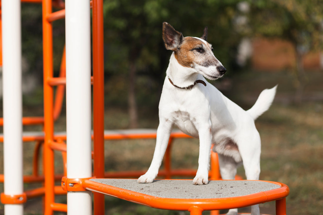 3 exercices simples pour développer la complicité avec votre chien sportif
