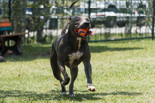 Comment bien choisir un jouet d’entraînement pour son chien